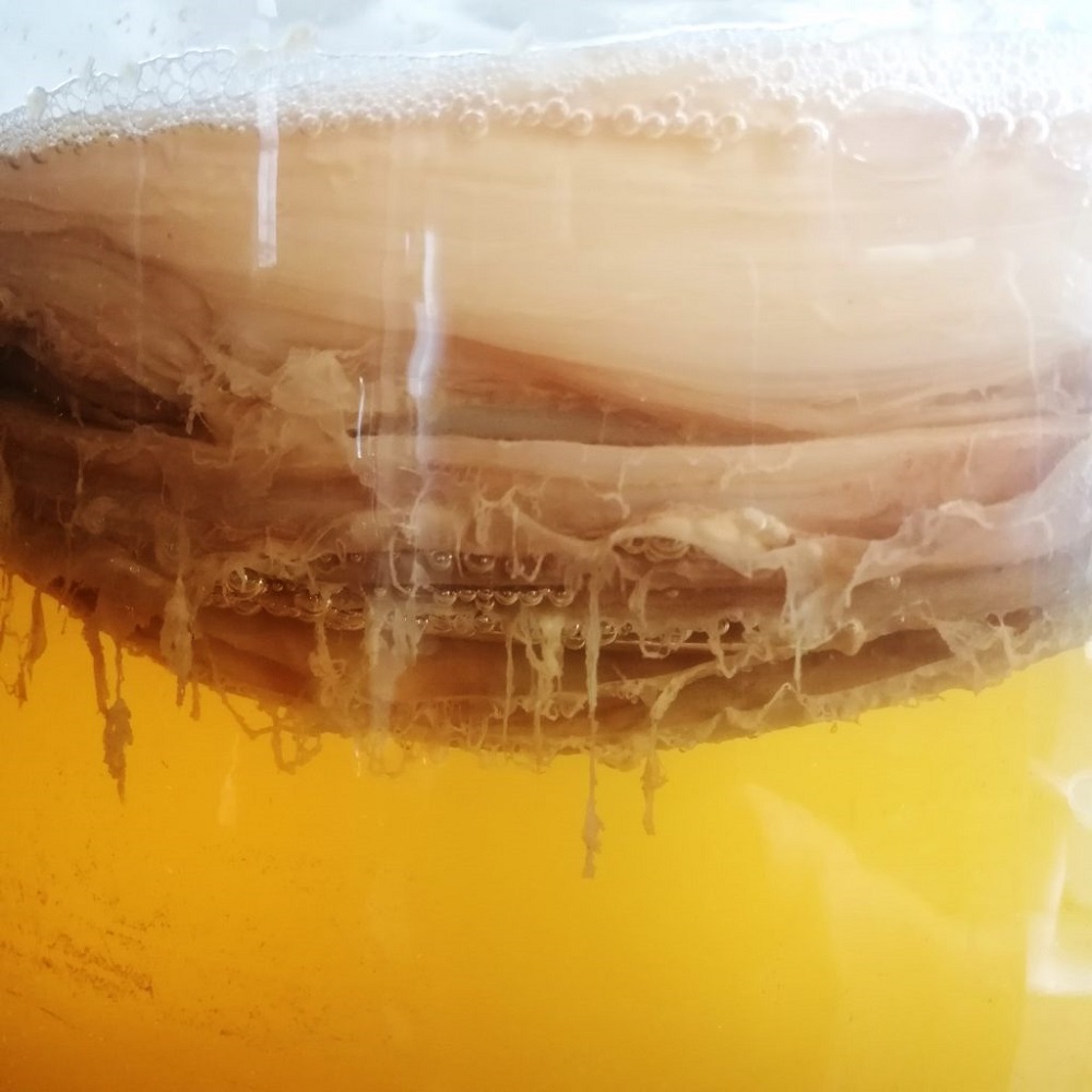 <b>Le kombucha est-il la prochaine option pour les brasseries</b>